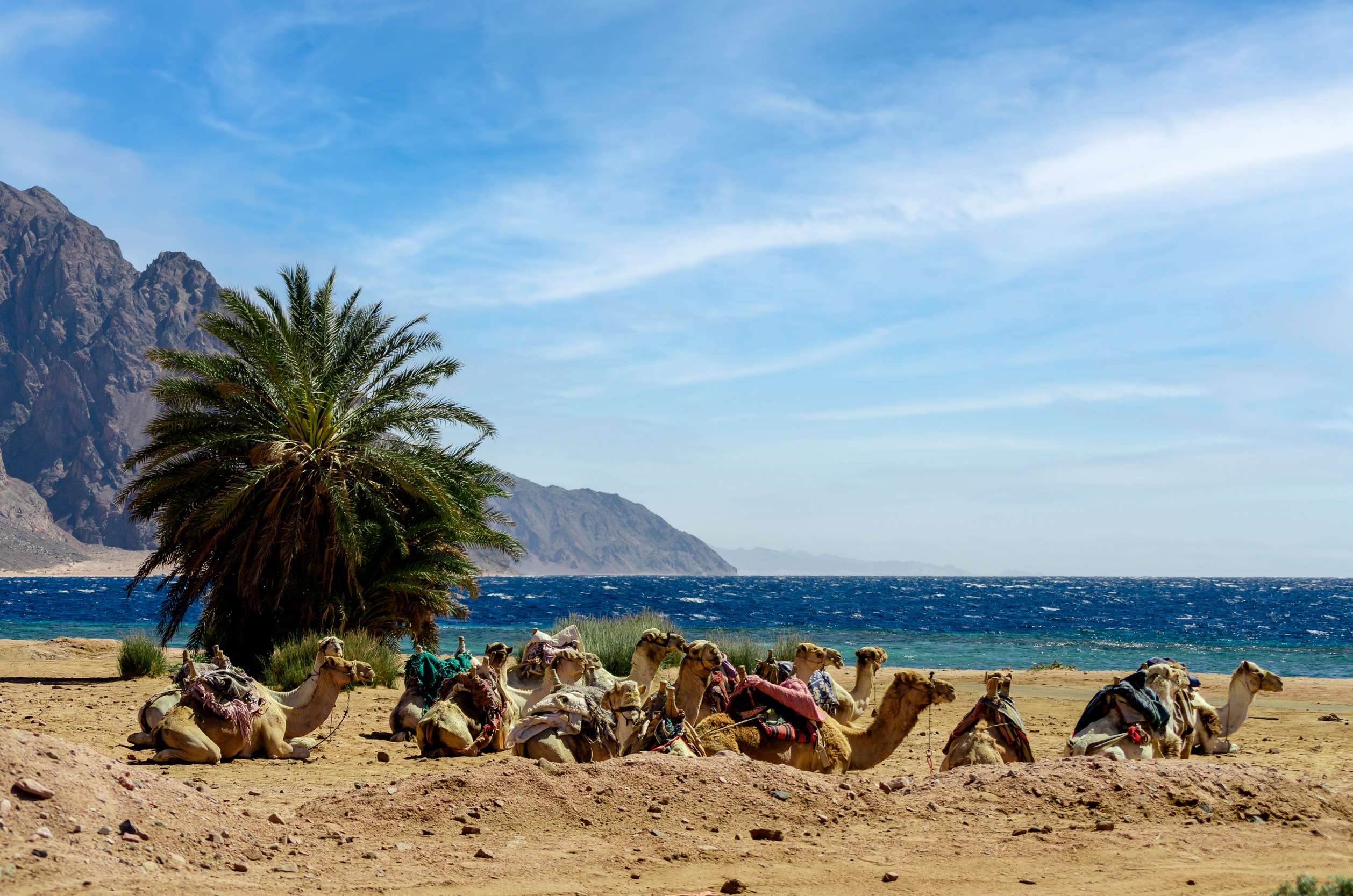 Camels on the shores of Dahab