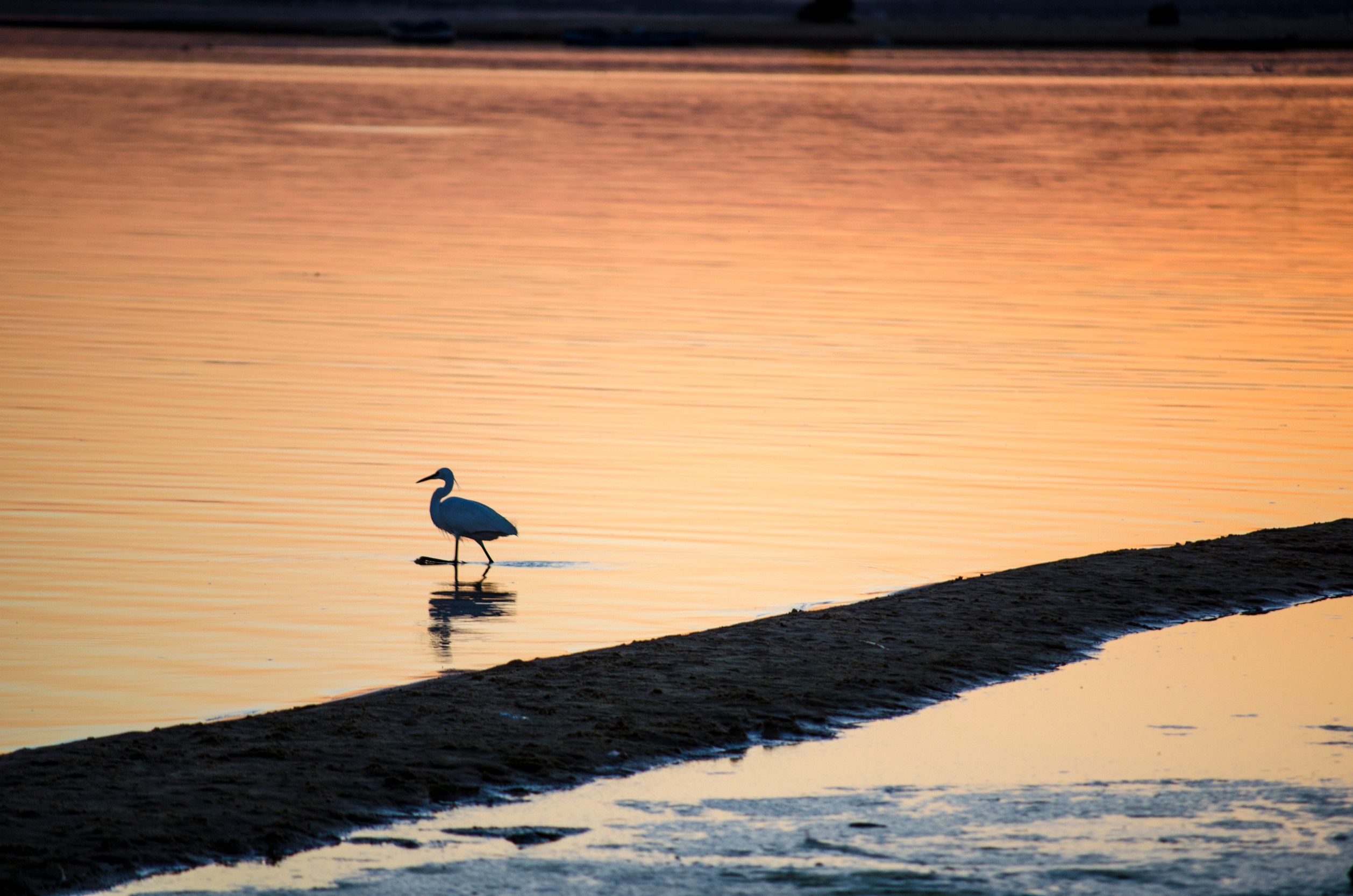 Cattle egret in the Wadi El Rayan