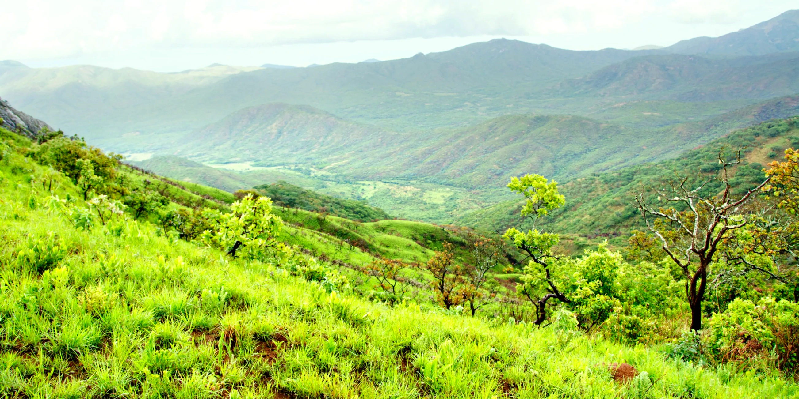 the mountains of nyika plateau malawi
